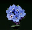 blue bells